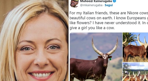 Giorgia Meloni, «cento mucche come dono di nozze»: la proposta del generale dell'Uganda