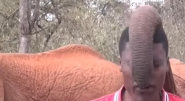 Il piccolo elefante interrompe il giornalista in diretta tv: il video è virale