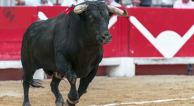 Festa dei tori in Spagna, tre persone morte incornate dagli animali in corsa