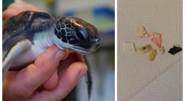 Salvano cucciolo di tartaruga marina, poi la scoperta choc: «Ha defecato plastica per sei giorni consecutivi»