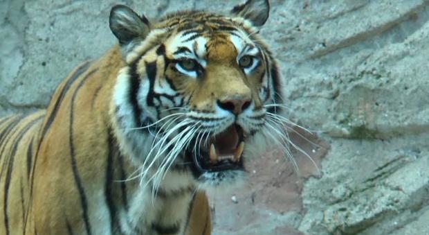 Una tigre positiva al coronavirus al Bronx Zoo