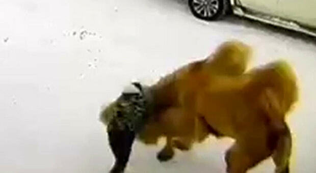 Tira un pugno al cammello, l'animale reagisce e lo uccide: il video drammatico diventa virale