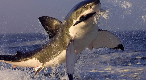 Enorme squalo bianco cerca di azzannare la telecamera che lo sta filmando