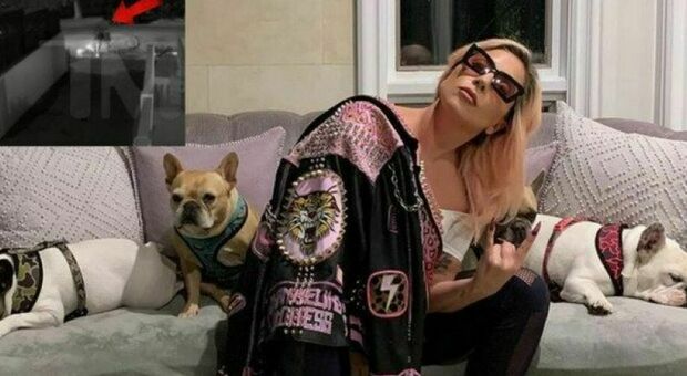 Lady Gaga e i cani rubati, condannato a 21 anni l'uomo che sparò al dog sitter e rapì Koji e Gustav