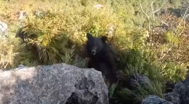 Orso aggredisce uno scalatore in montagna: il terrore dell'uomo ripreso in un video