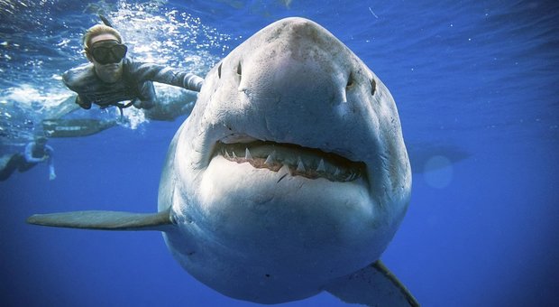 Paura alle Hawaii, squalo uccide un uomo a 100 metri dalla spiaggia
