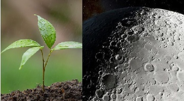 Luna, per la prima volta coltivate piante sul suolo lunare: «Nuovo passo per la colonizzazione»