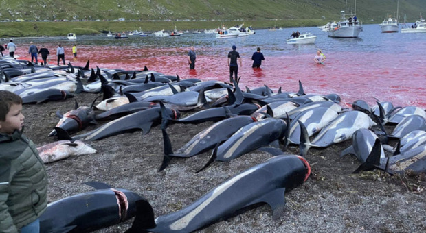 Danimarca, stop al massacro di delfini dopo la strage di 1.400 esemplari: firmata la petizione