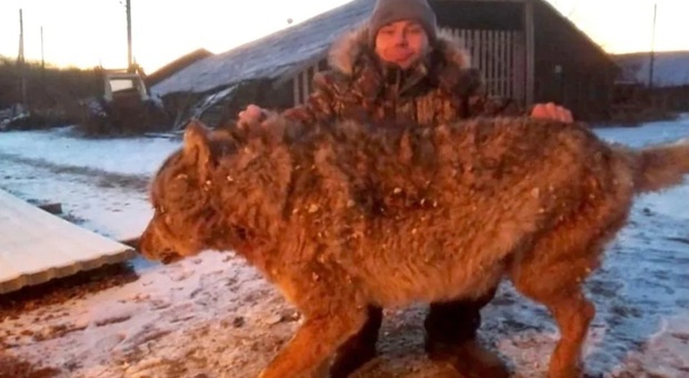 Il lupo gli uccide i cani, il contadino lo strangola a mani nude: le drammatiche immagini