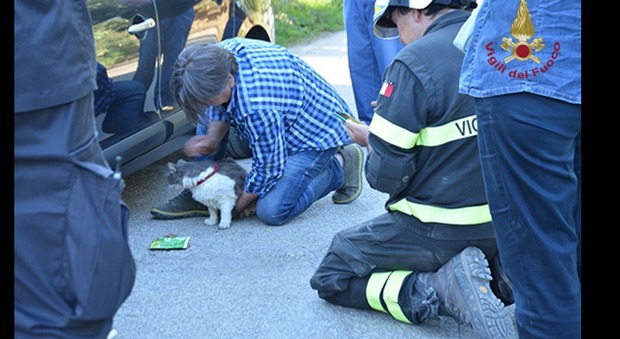 Terremoto, miracolo ad Amatrice: gatto Rocco salvato dopo 32 giorni -Guarda