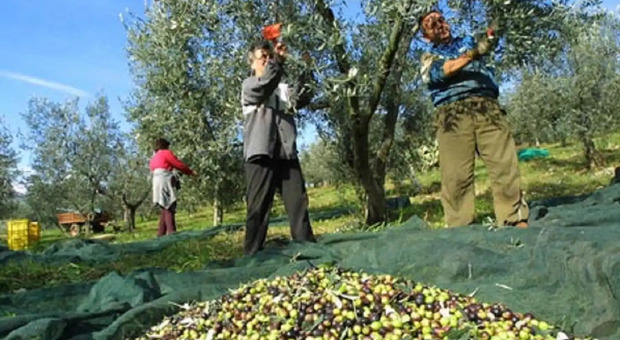 Olio d'oliva, i produttori italiani ancora una volta i più premiati al mondo