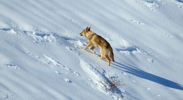 Catturato mentre vaga nel Parco della Lessina: sembra un lupo ma il test del Dna svela la verità
