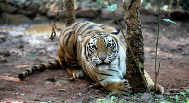 Tigre scavalca il recinto dello zoo in cui si trova e uccide il guardiano che l'ha cresciuta