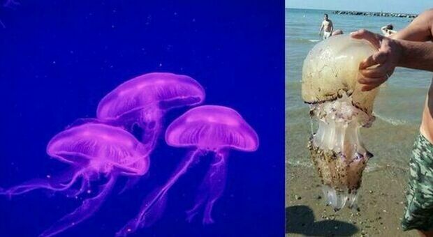 Temperature su e mare caldissimo: è invasione di meduse luminose in spiaggia. Ecco dove