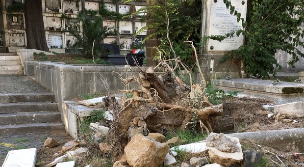 Maltempo, a Roma caduti due pini al Verano: alcune tombe danneggiate
