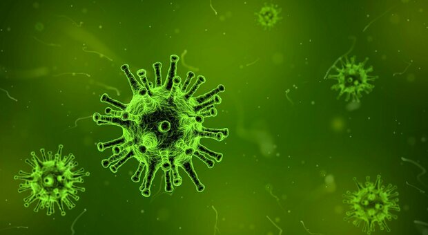 Scoperto un "virovoro", microrganismo che mangia i virus (e può aiutare contro le malattie)