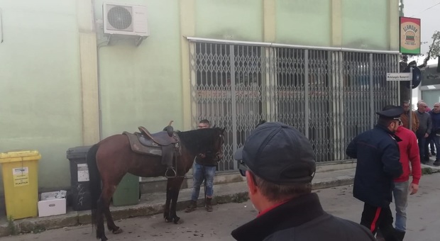 Pitbull azzanna un cavallo, folle fuga per le strade del paese: ferito il fantino al galoppo