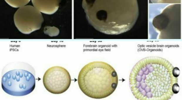 Creato il primo cervello con due occhi: l'organoide frutto dello studio sulle cellule staminali