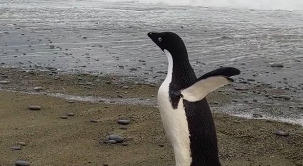 Pinguino vaga per 3mila km e arriva in Nuova Zelanda, salvato in spiaggia: «Sembrava un peluche»
