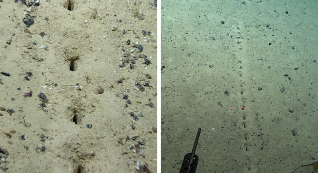 Fori perfettamente allineati sul fondale marino, gli scienziati chiedono aiuto: «Sapete dirci cosa può essere?»