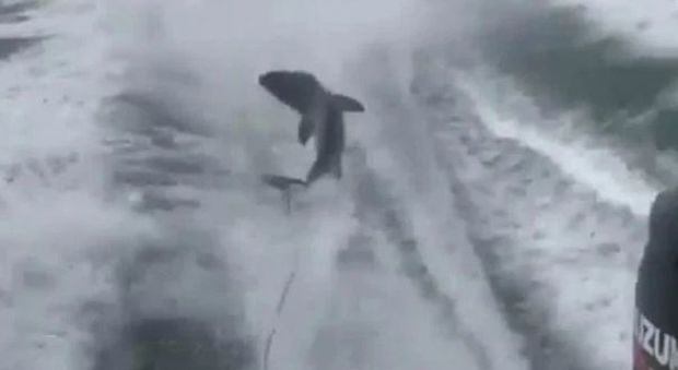 Pescatori torturano uno squalo a morte, le immagino choc pubblicate in rete