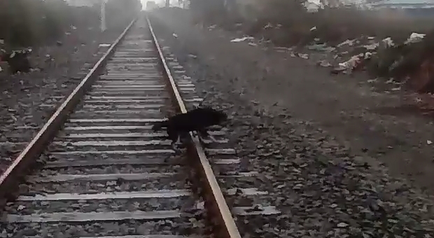 Cane incatenato ai binari, il macchinista ferma il treno appena in tempo