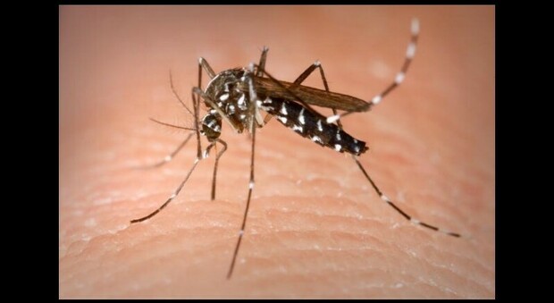 Febbre del Nilo, paura a Venezia: individuato cluster di zanzare infette. Ecco cosa si rischia