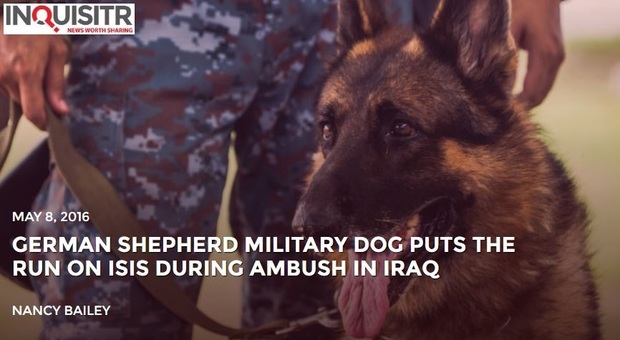 Il cane eroe salva i militari dall'attacco dell'Isis