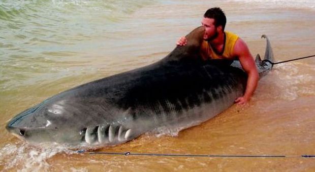 Cattura a mani nude uno squalo tigre di 4 metri e lo libera dopo la lotta - Guarda