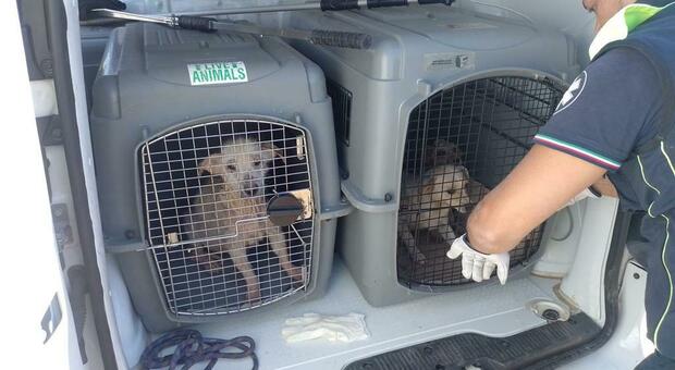 Nettuno, cani denutriti: pubblica post sui social e ne riesce a salvare 20