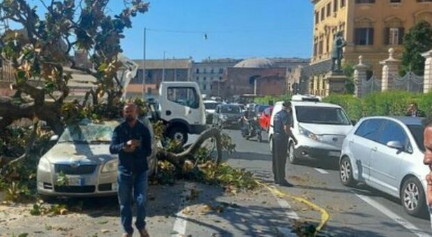 Non piove e non c'è vento, ma gli alberi a Roma crollano lo stesso. Auto distrutta in via Cernaia in pieno giorno