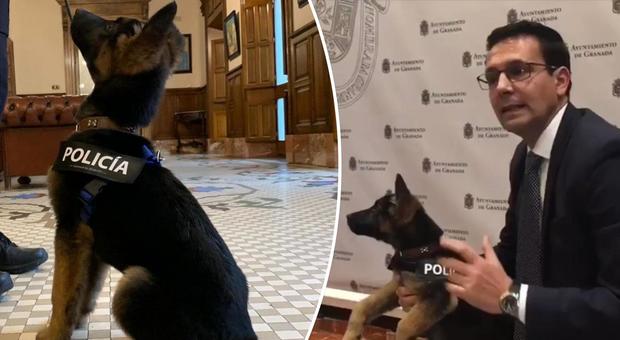 Stan Lee, il cucciolo salvato dai maltrattamenti diventa cane poliziotto