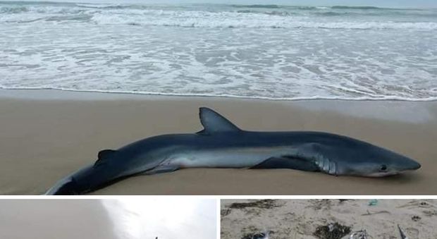 Mamma squalo di tre metri partorisce e muore con i cuccioli sulla spiaggia