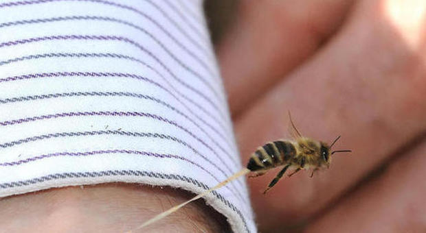 Uomo punto da una vespa in un vivaio: choc anafilattico, è gravissimo