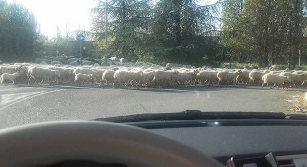 Roma, traffico bloccato: passa il maxigregge di pecore