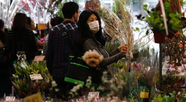 Coronavirus, la Cina ha vietato il commercio di animali selvatici