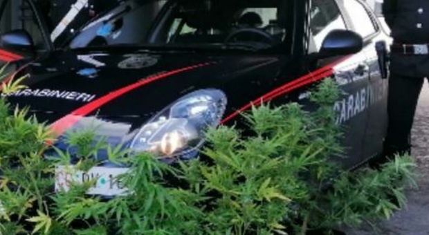 Fermato senza patente, fa un errore incredibile: mostra ai carabinieri la foto di una piantagione di cannabis