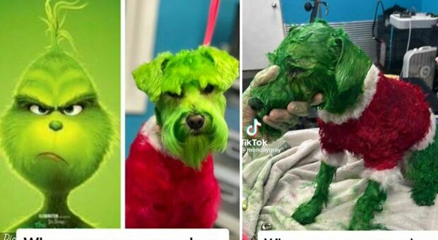 Tinge il cane di verde per assomigliare al Grinch e viene accusata di «maltrattamenti»: il video su TikTok scatena la polemica