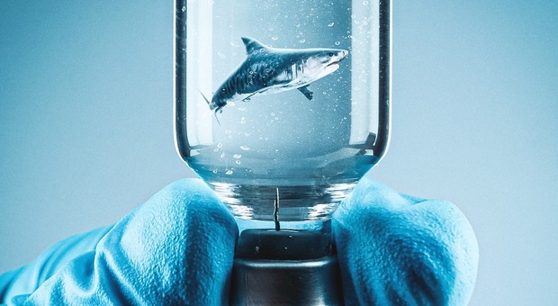 Vaccino Covid, per produrlo minacciati 500.000 squali. «Utilizzato olio presente nel fegato»