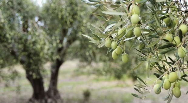 Lugnano in Teverina rientra nell'Associazione Nazionale Città dell'Olio e porta in dote la collezione mondiale di olivi.