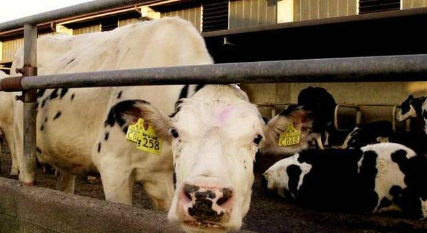 Mucca pazza, due casi atipici: sospesa l'esportazione di carne bovina