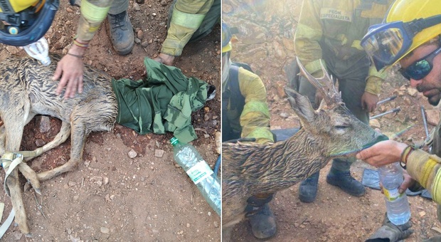 Cucciolo di capriolo intrappolato nell'incendio, i pompieri forestali lo salvano così