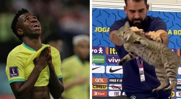 Brasile, la maledizione del gatto continua: dopo l'eliminazione dai Mondiali in Qatar, arriva la denuncia delle Ong