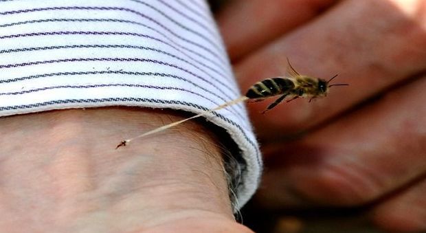 Punta alla mano da una vespa, muore a 52 anni