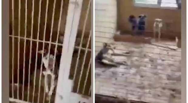 Ucraina, strage di cani nel canile di Borodyanka: su 485 cani, solo 150 sopravvissuti