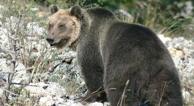 Trentino, catturato l'orso M49: è in buone condizioni. Ira della Lav, plauso di Coldiretti