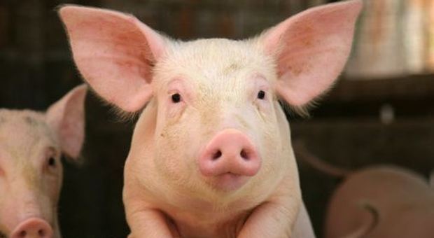 Famiglia vegana adotta un maiale per salvarlo dal macello, ora rischiano lo sfratto