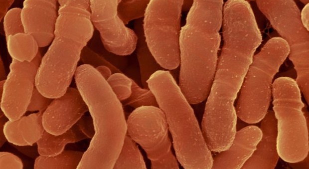 Scoperto un batterio resistente agli antibiotici: allarme dopo la morte di una donna