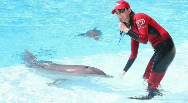 Rimini, Gessica Notaro torna a esibirsi in acqua con i delfini: cinque anni fa lo sfregio con l'acido