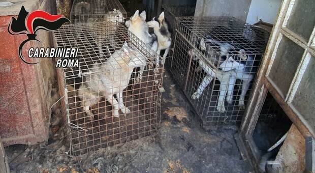 Allevamento abusivo: teneva 110 husky senza cibo, acqua e in gabbie anguste. Uno è morto